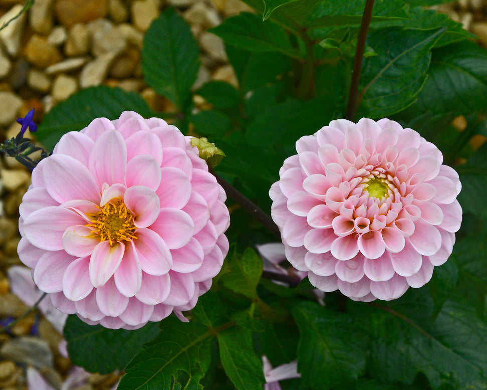 Dahlia 'Wizard of Oz'