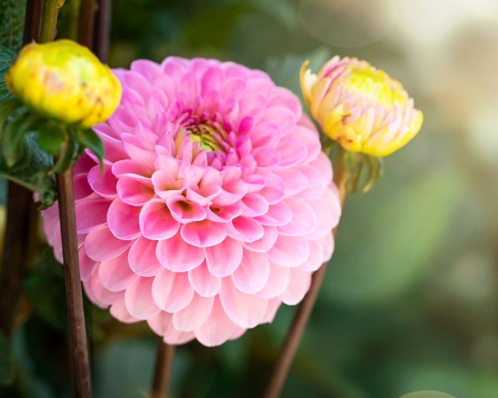 Dahlia 'Wizard of Oz'
