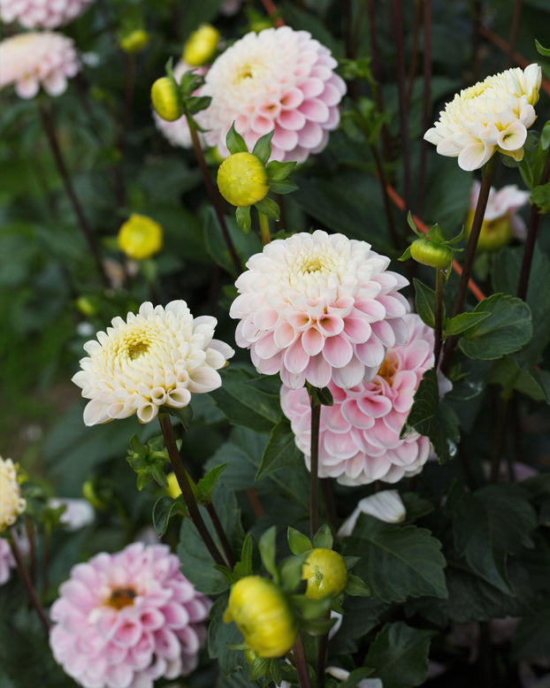 Dahlia 'Wizard of Oz'
