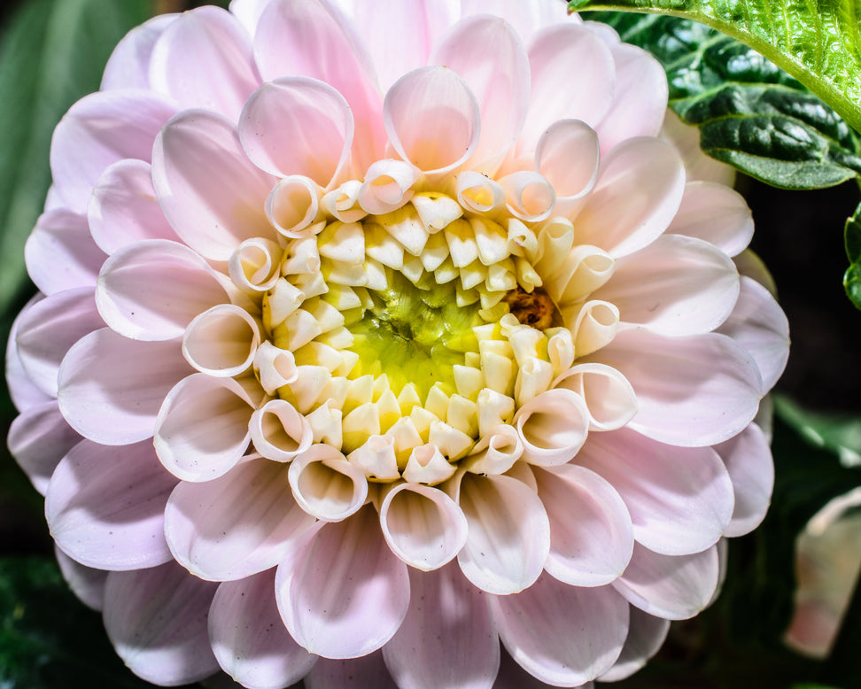 Dahlia 'Wizard of Oz'