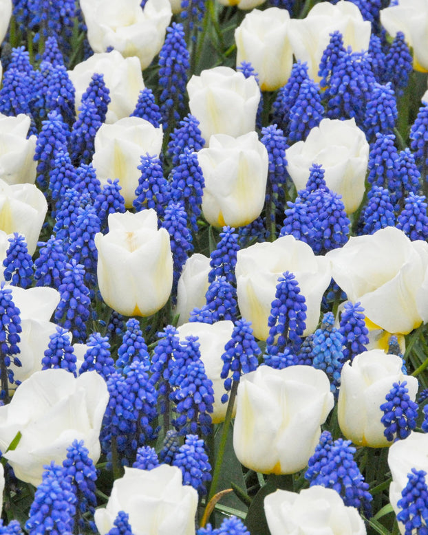 Collection 'Delft Blue'