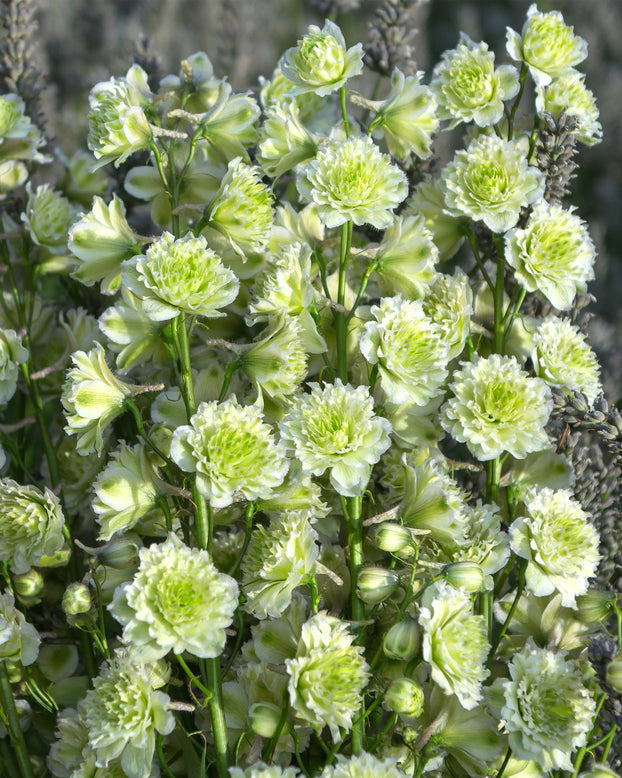 Delphinium 'Polar Sensation'