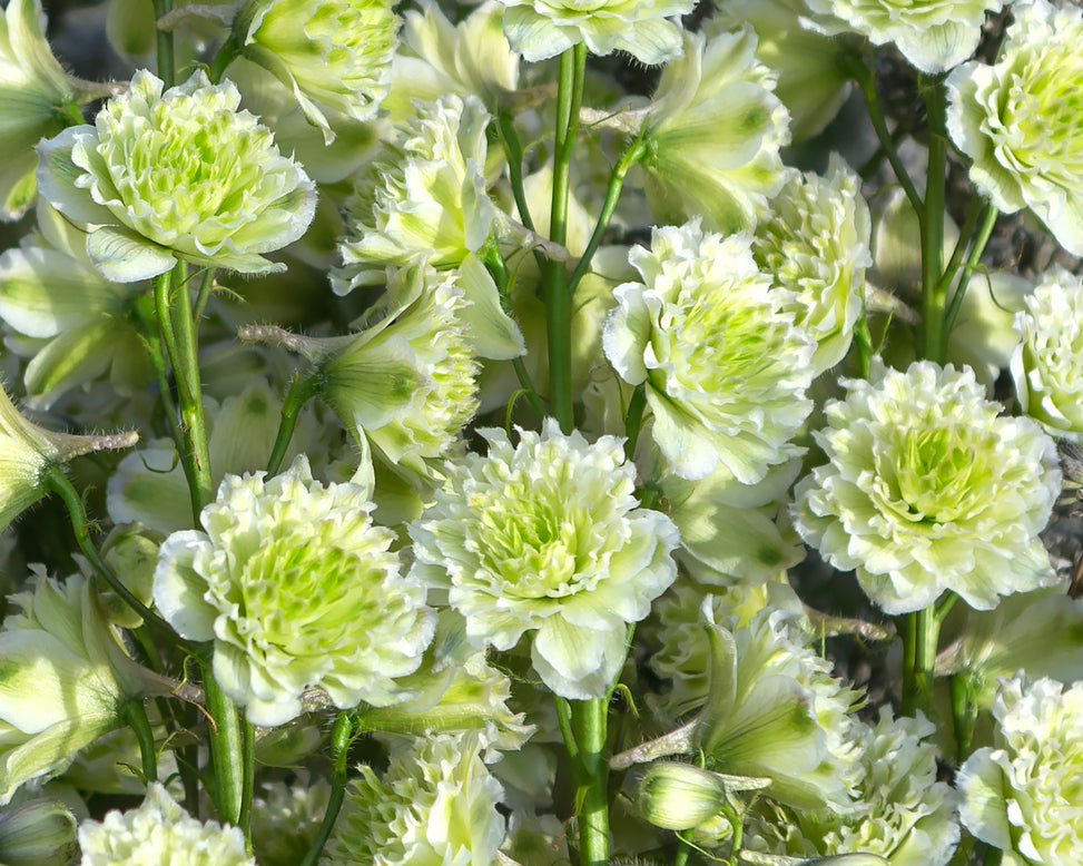 Delphinium 'Polar Sensation'