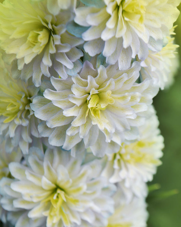 Delphinium 'Polar Sensation'