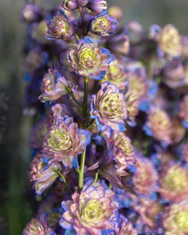 Delphinium 'Purple Surprise'