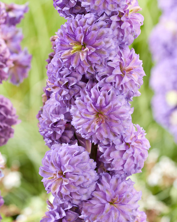 Delphinium 'Purple Surprise'