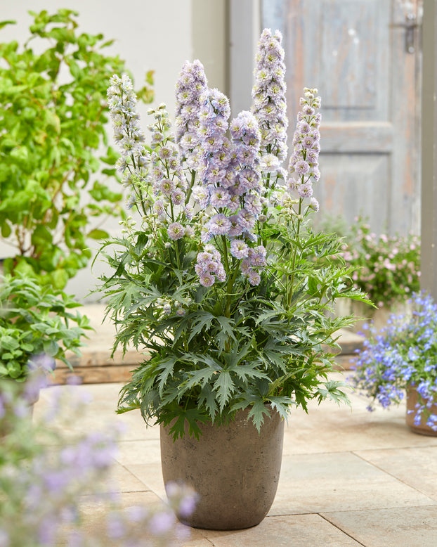Delphinium 'Rainbow Sensation'