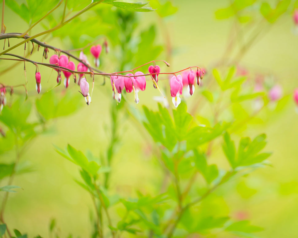 Dicentra spectabilis