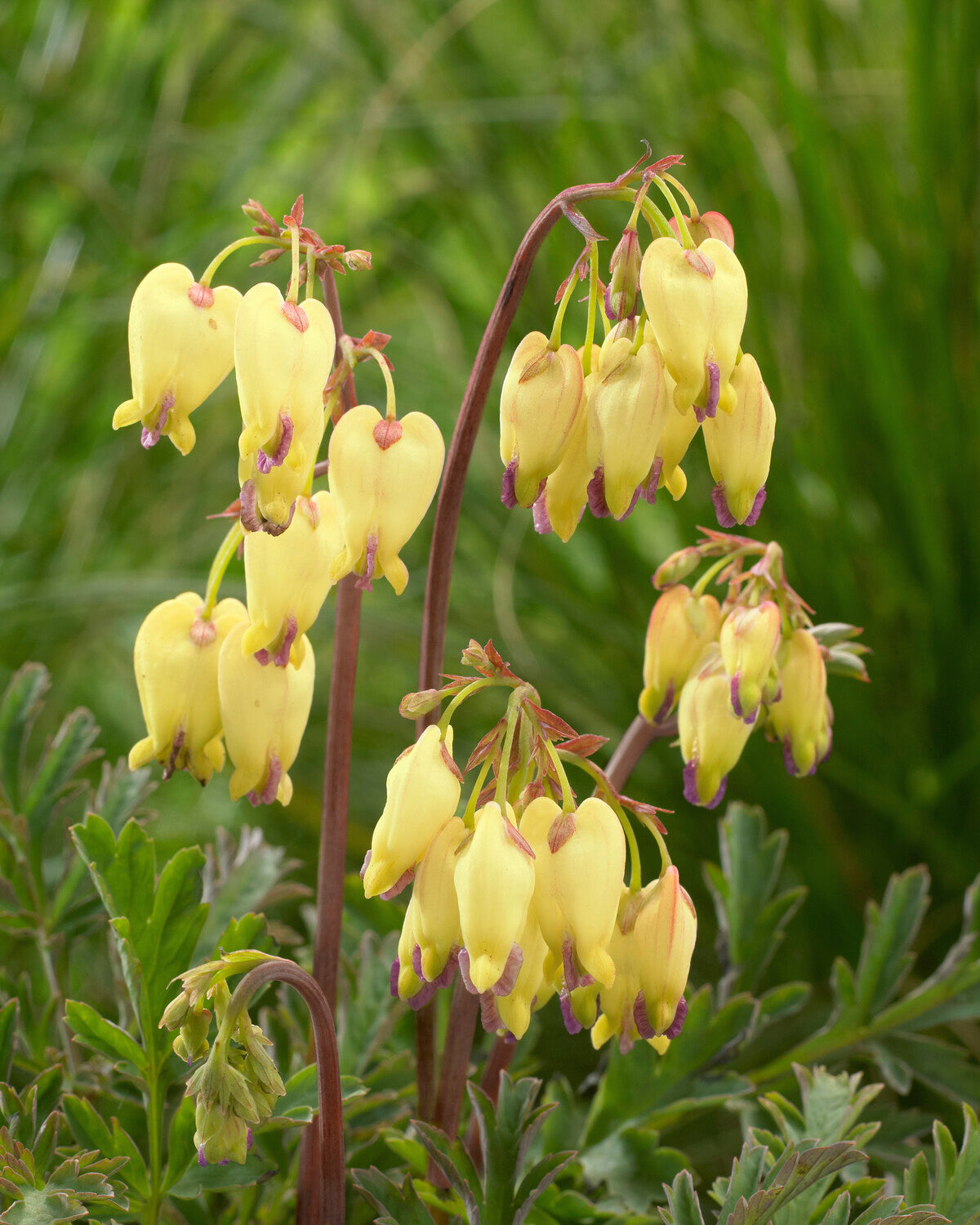 Dicentra 'Sulphur Hearts' rhizomes — Buy yellow bleeding heart online