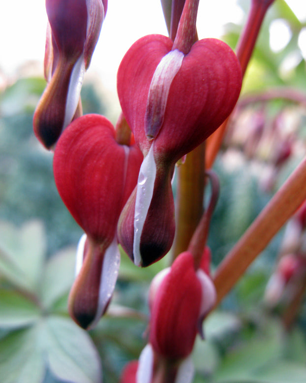 Dicentra 'Valentine'