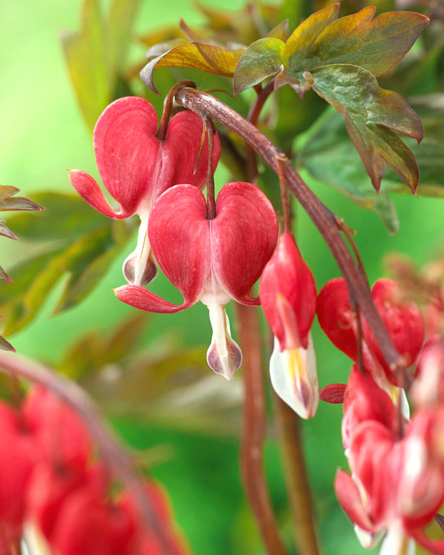 Dicentra 'Valentine'