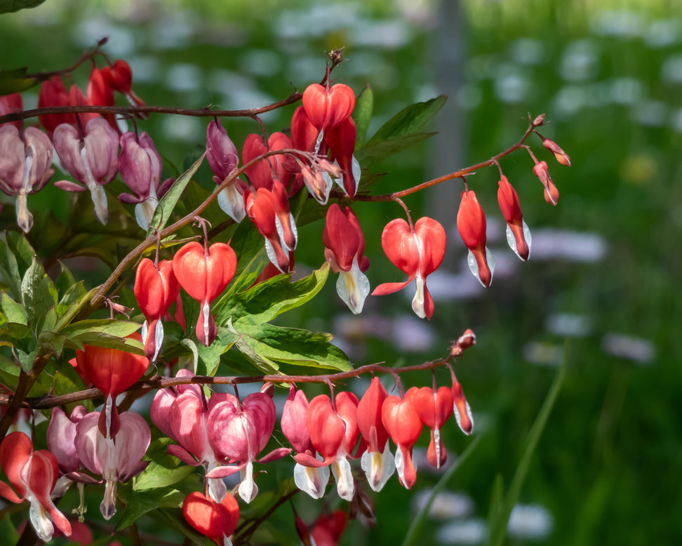 Dicentra 'Valentine'