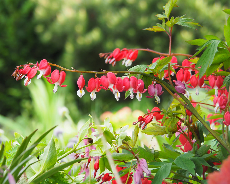 Dicentra 'Valentine'