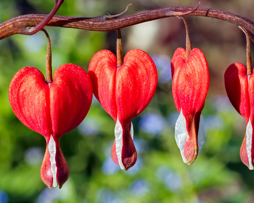 Dicentra 'Valentine'