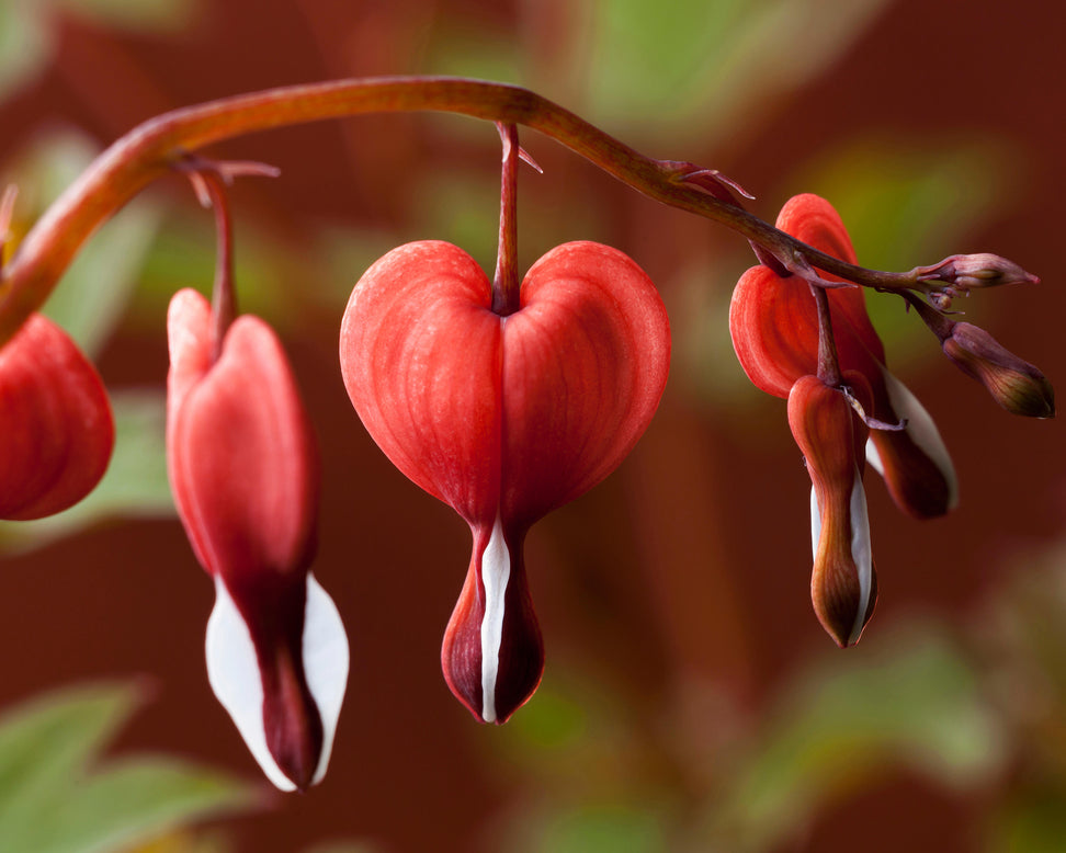 Dicentra 'Valentine'
