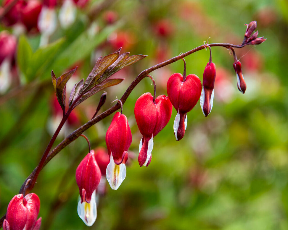 Dicentra 'Valentine'
