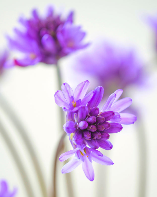 Dichelostemma congestum
