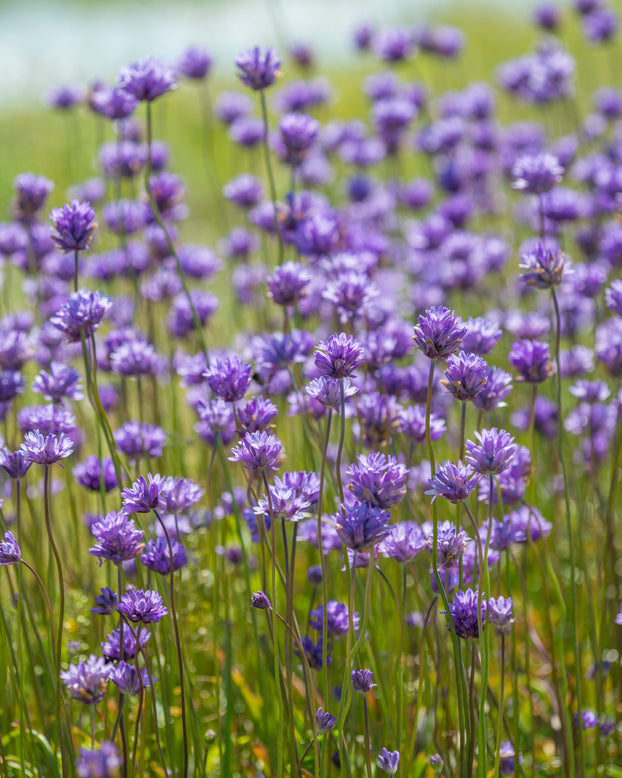 Dichelostemma congestum