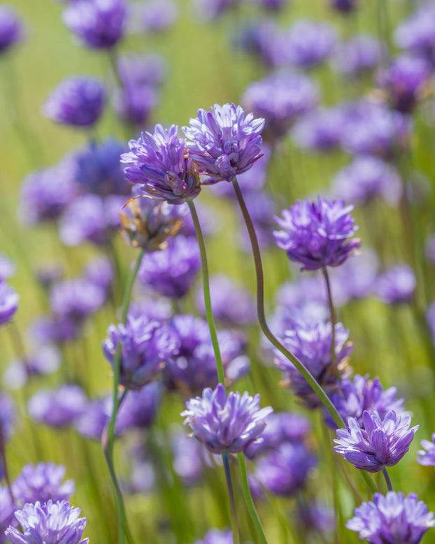 Dichelostemma congestum