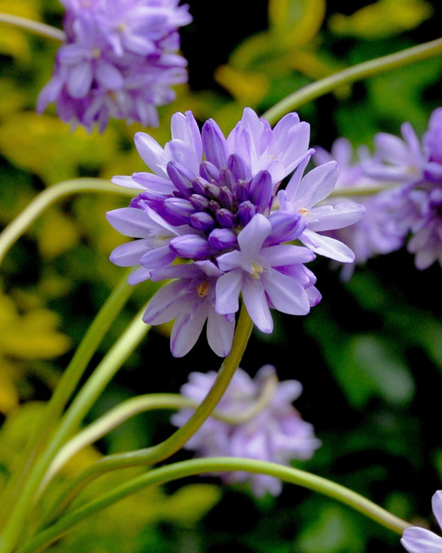 Dichelostemma congestum