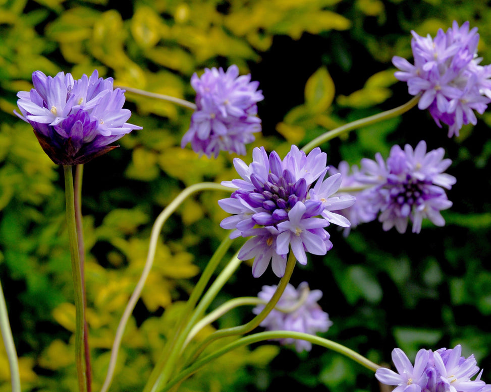 Dichelostemma congestum