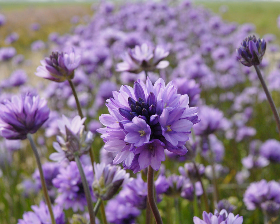 Dichelostemma congestum