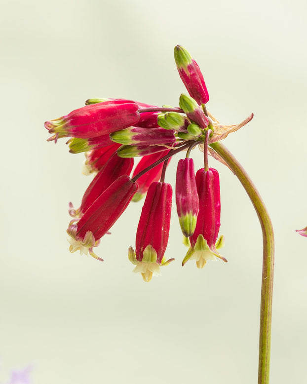 Dichelostemma ida-maia