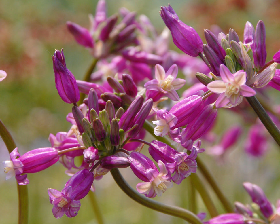 Dichelostemma 'Pink Diamond'