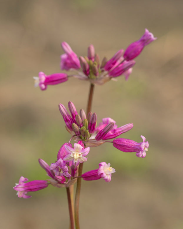 Dichelostemma 'Pink Diamond'