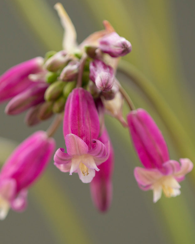 Dichelostemma 'Pink Diamond'