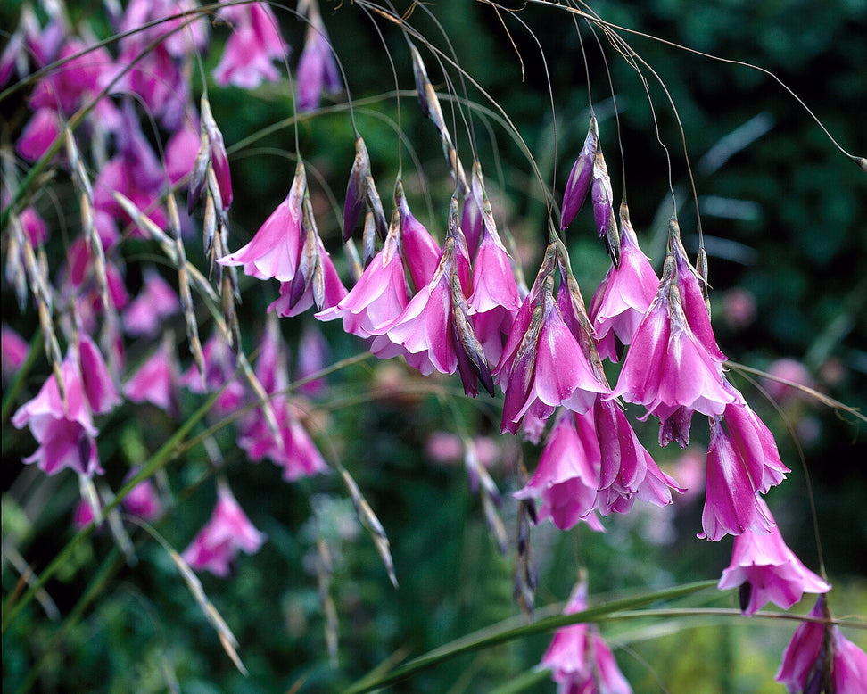 Dierama pulcherrimum