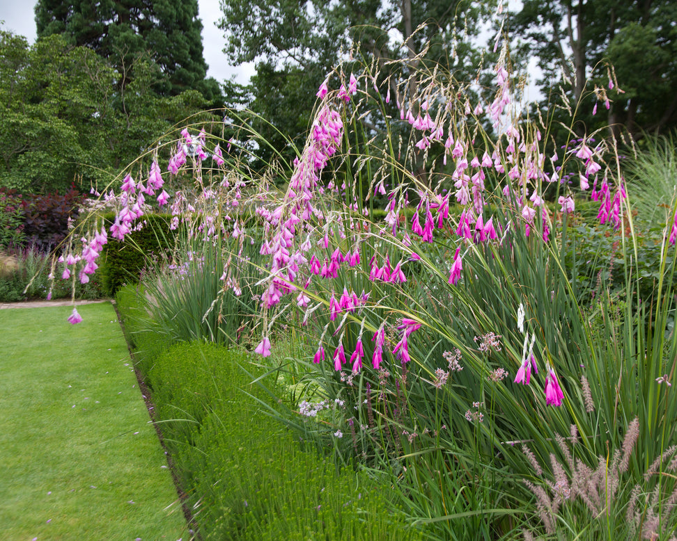 Dierama pulcherrimum