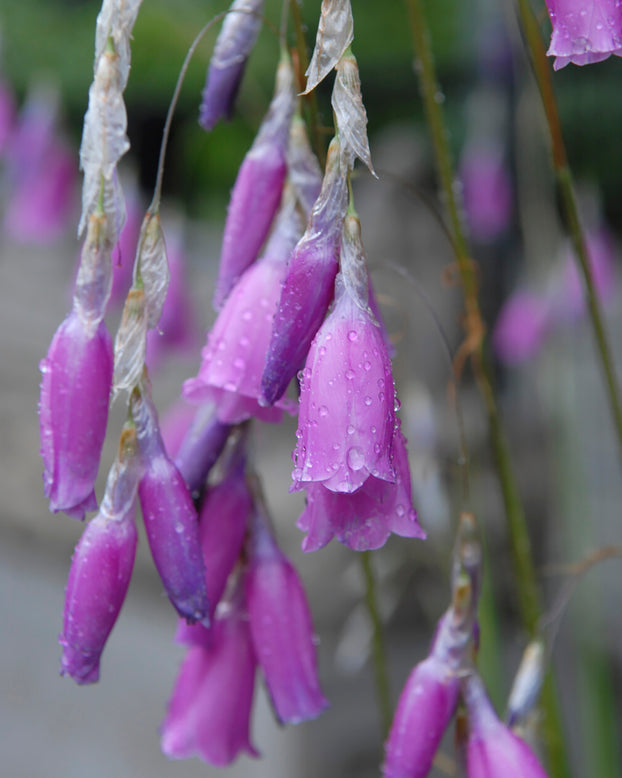 Dierama pulcherrimum