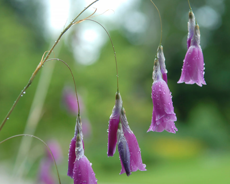 Dierama pulcherrimum