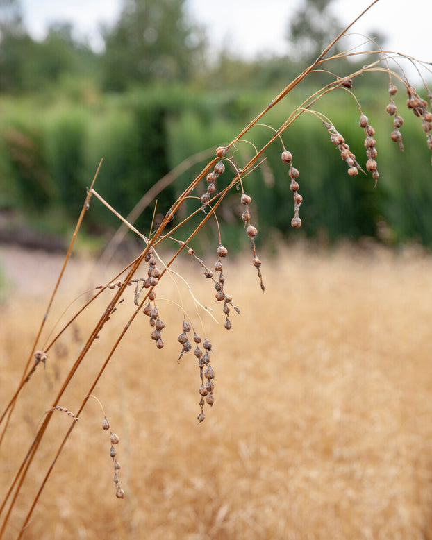 Dierama pulcherrimum