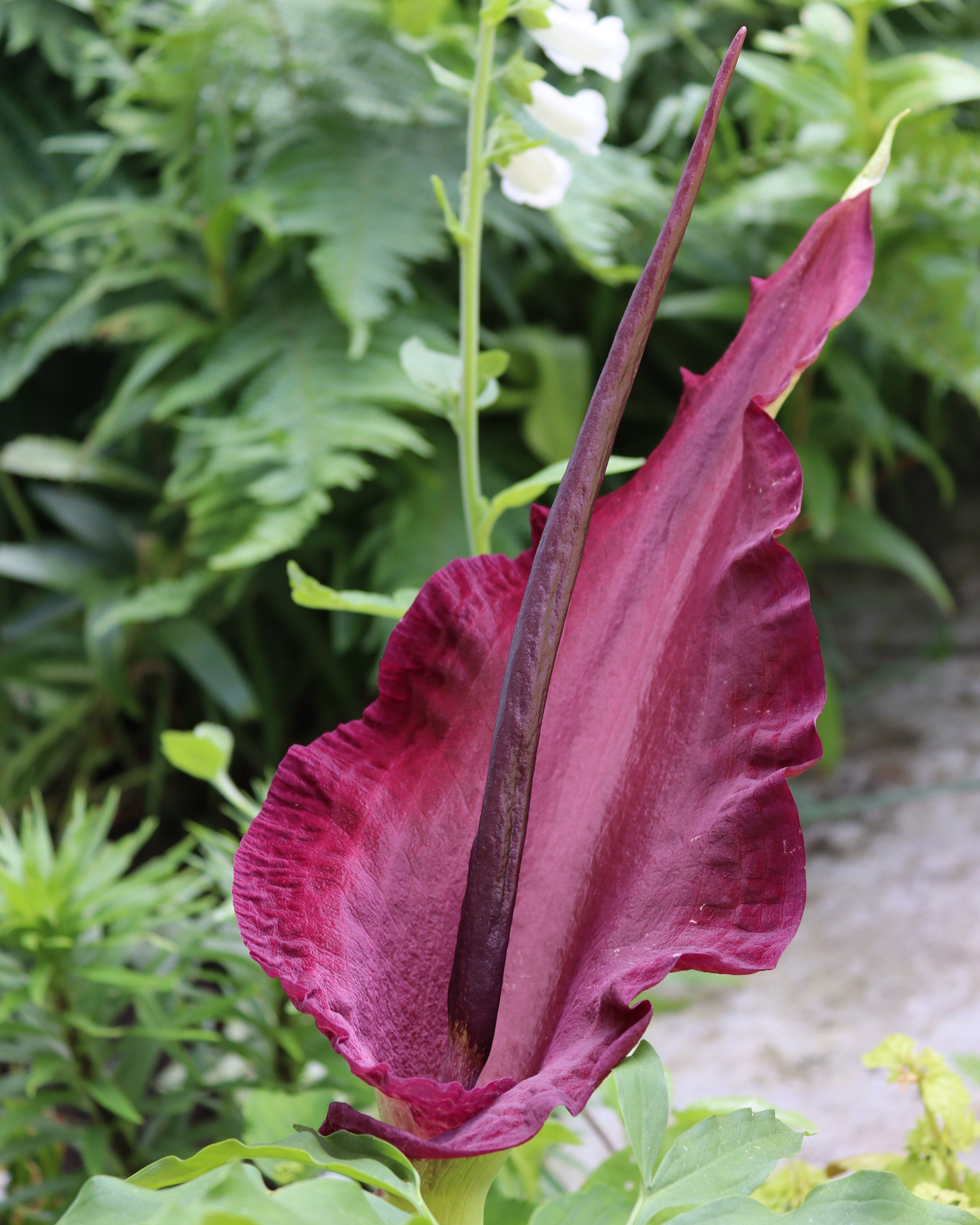 dragon lilies flower Dracunculus vulgaris bulbs (Dragon Arum)