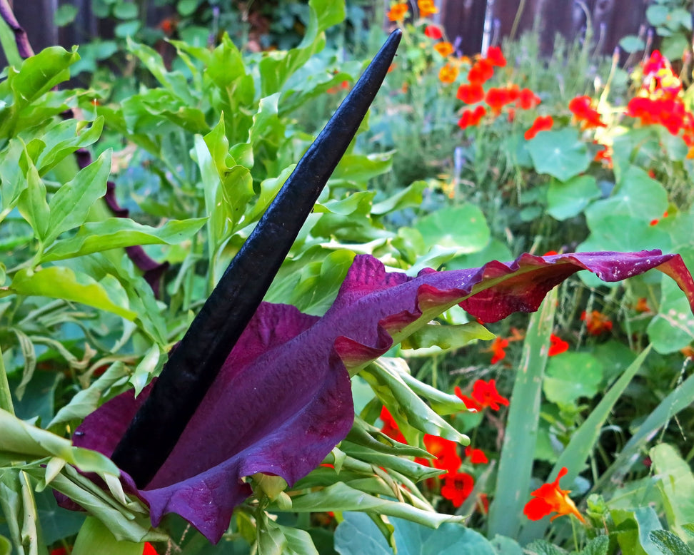 Dracunculus vulgaris