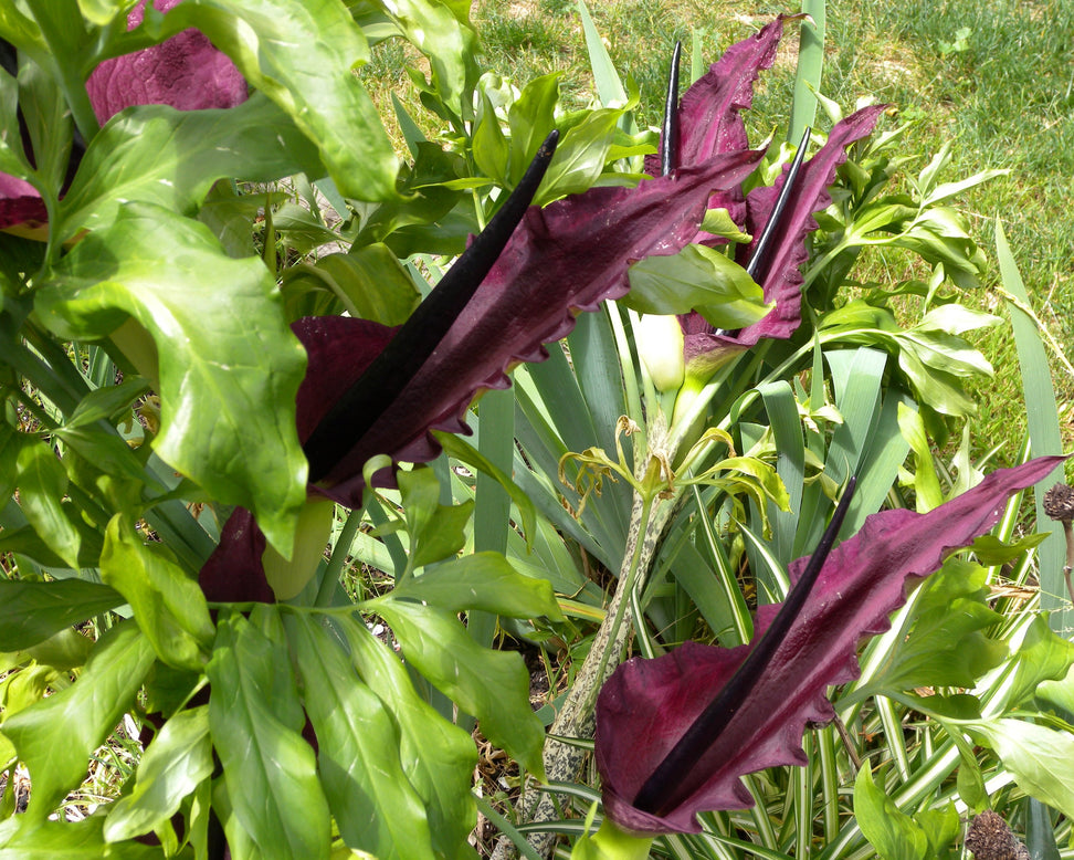 Dracunculus vulgaris