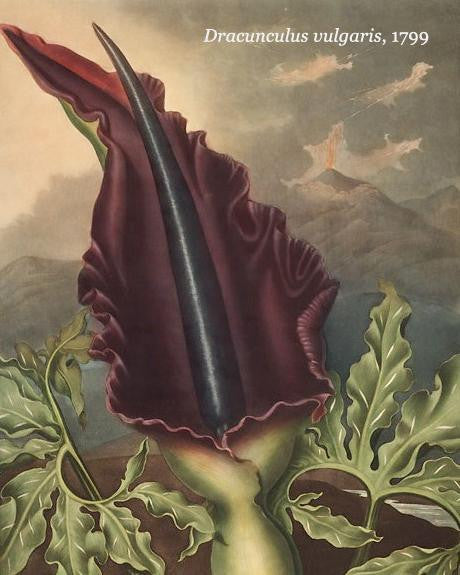 Dracunculus vulgaris