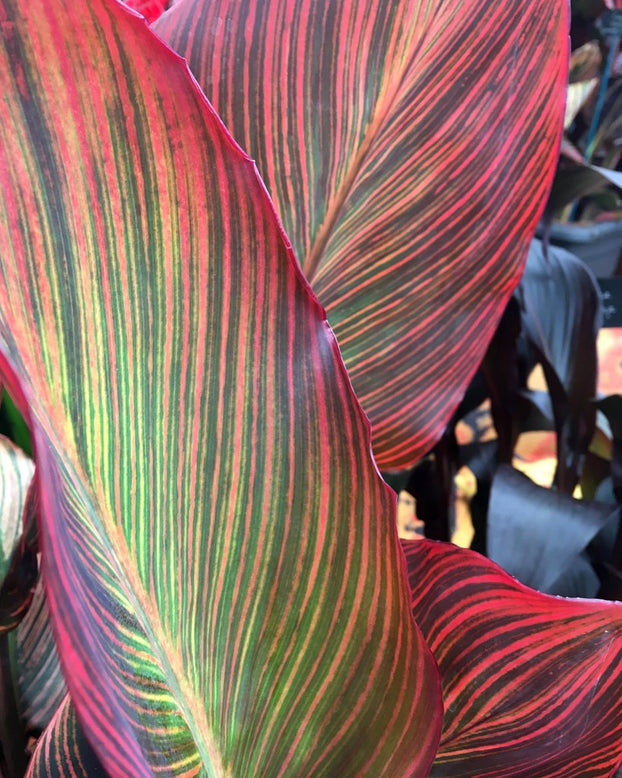 Canna 'Lush Leaves'