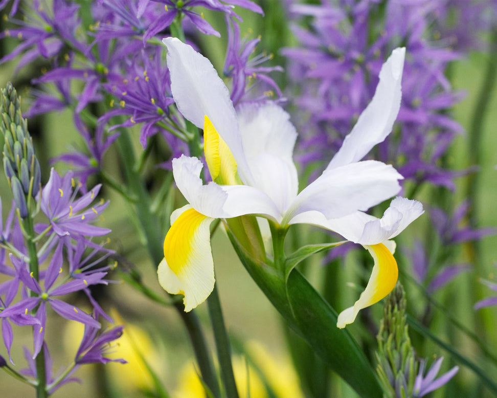 Dutch Iris 'Alaska'