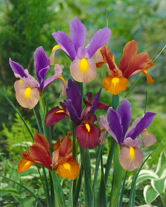 Dutch Iris 'Tiger Mix' Dutch Iris 'Tiger Mix'