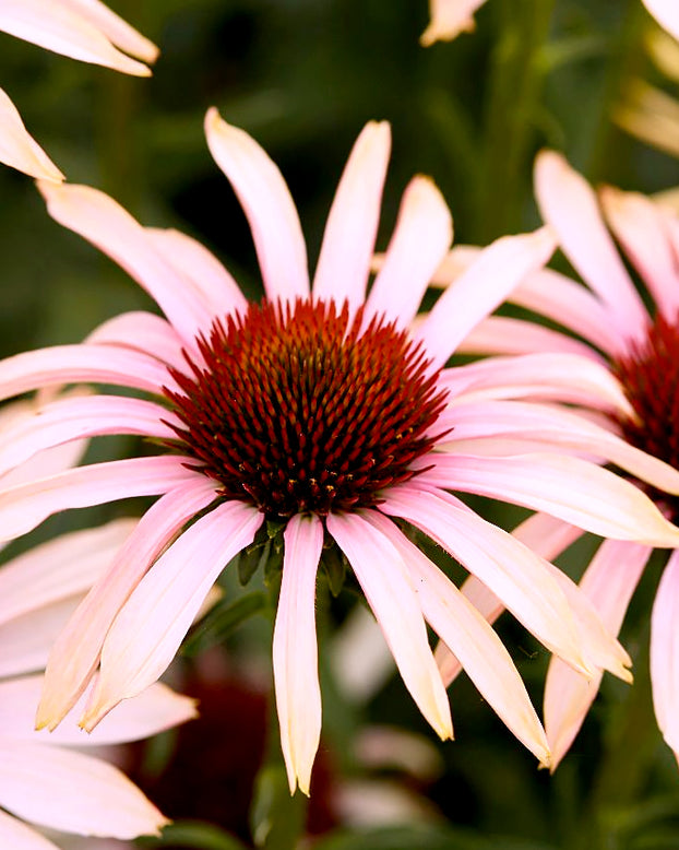 Echinacea 'Blushing Meadow Mama'