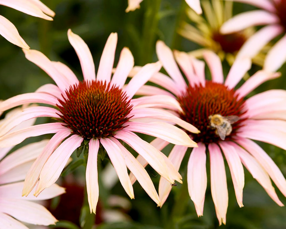 Echinacea 'Blushing Meadow Mama'