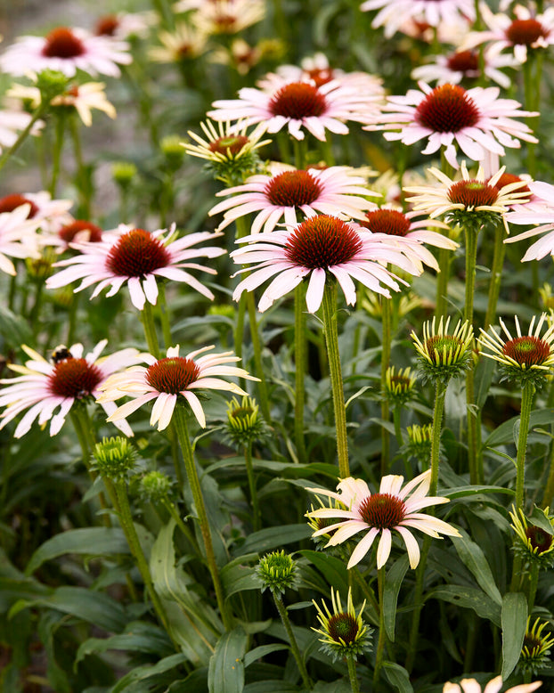 Echinacea 'Blushing Meadow Mama'