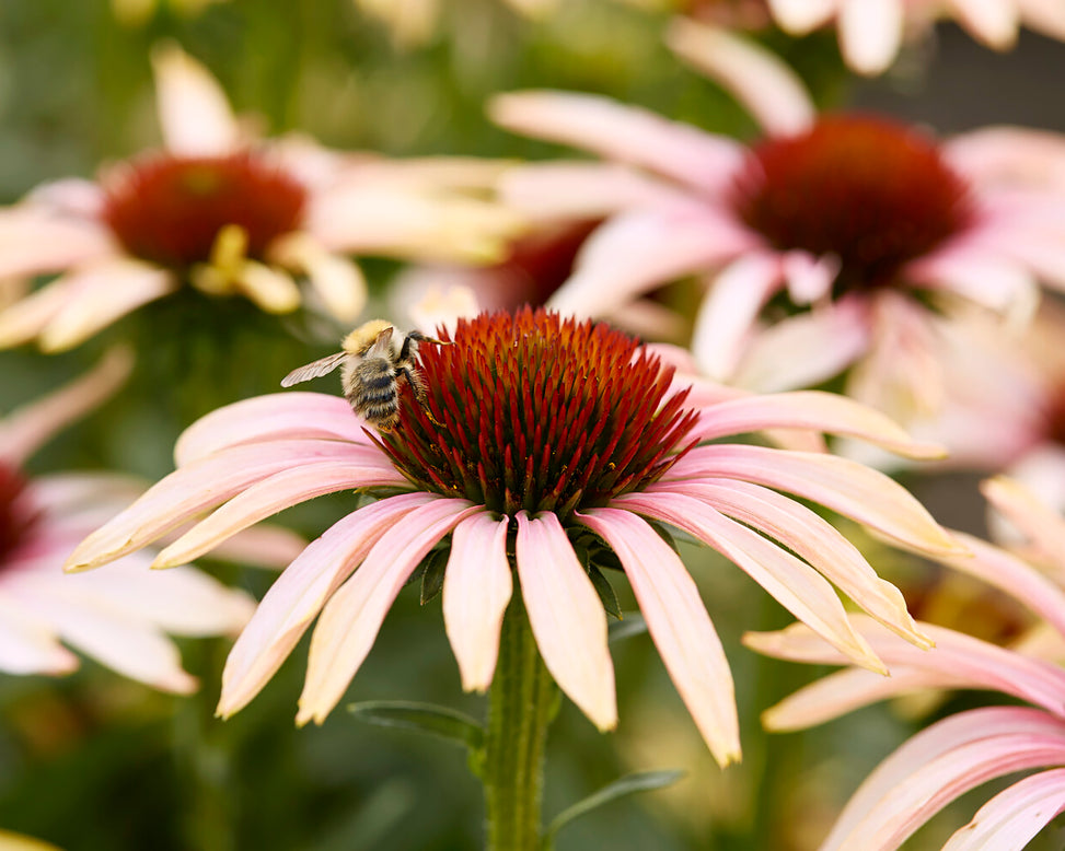 Echinacea 'Blushing Meadow Mama'
