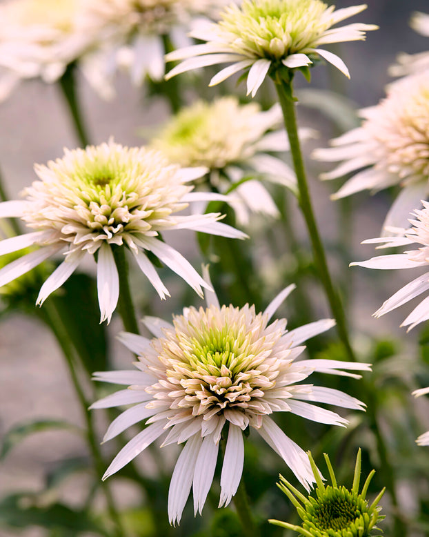 Echinacea 'Cherry Fluff'