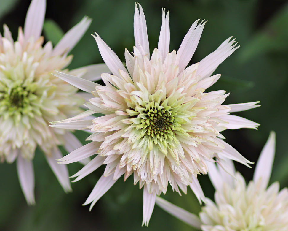 Echinacea 'Cherry Fluff'