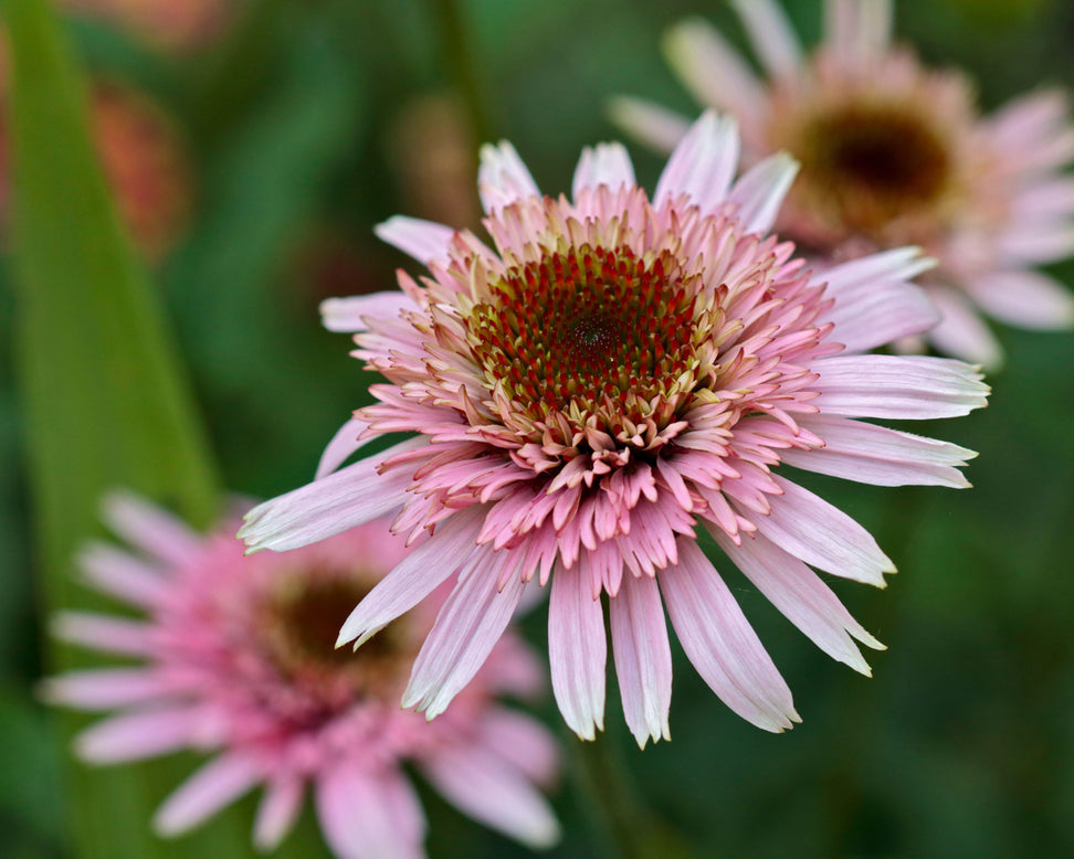Echinacea 'Cherry Fluff'