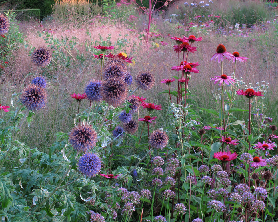 Echinacea 'Fatal Attraction'